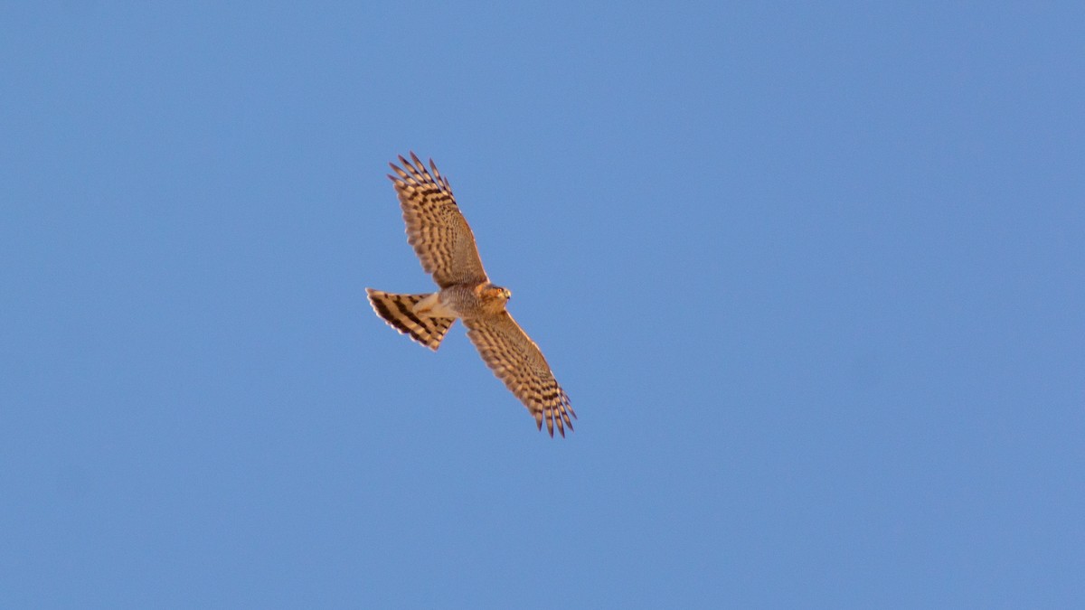 Sharp-shinned Hawk - ML488463591