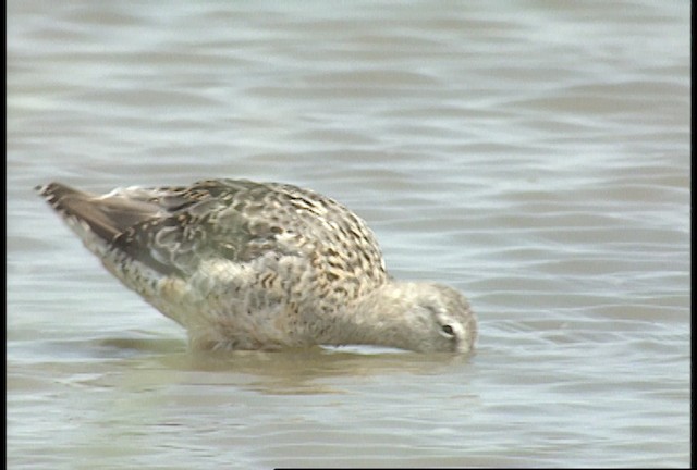Short-billed Dowitcher - ML488464