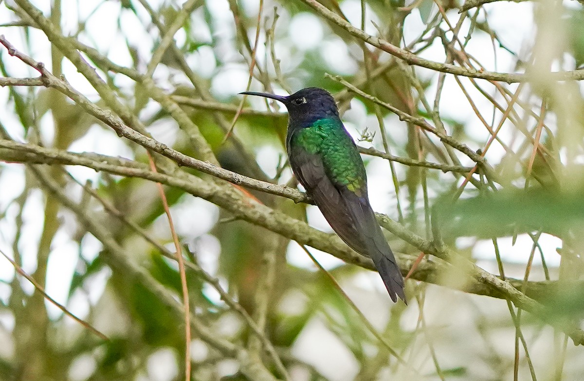 Swallow-tailed Hummingbird - Luis Piñeyrua
