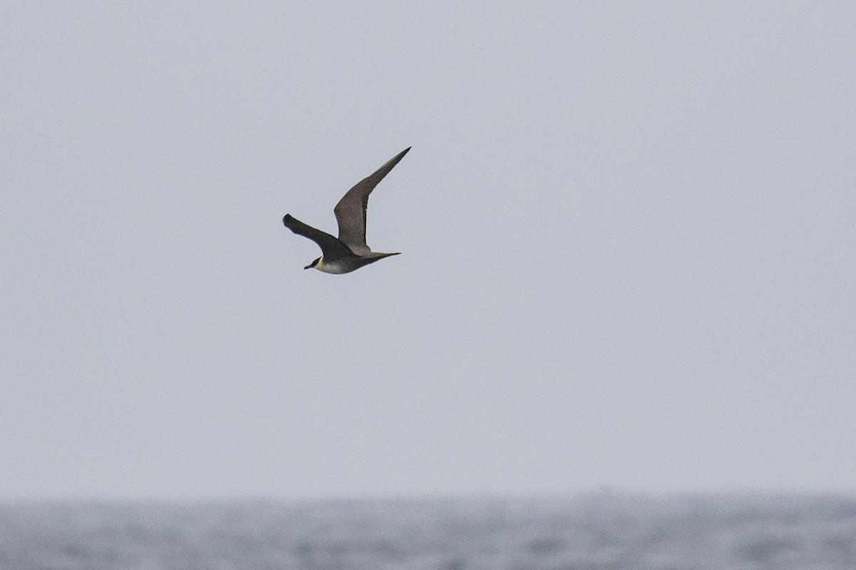 Long-tailed Jaeger - ML488464981