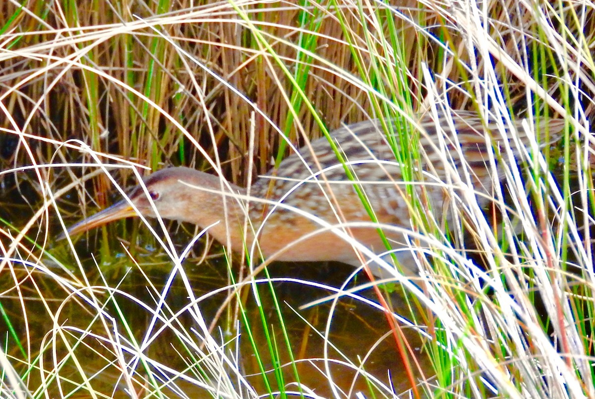Clapper Rail - ML48846541