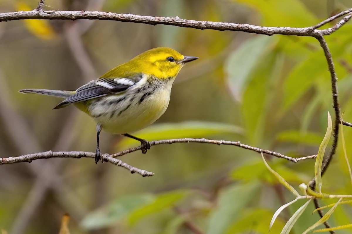 Black-throated Green Warbler - ML488466141