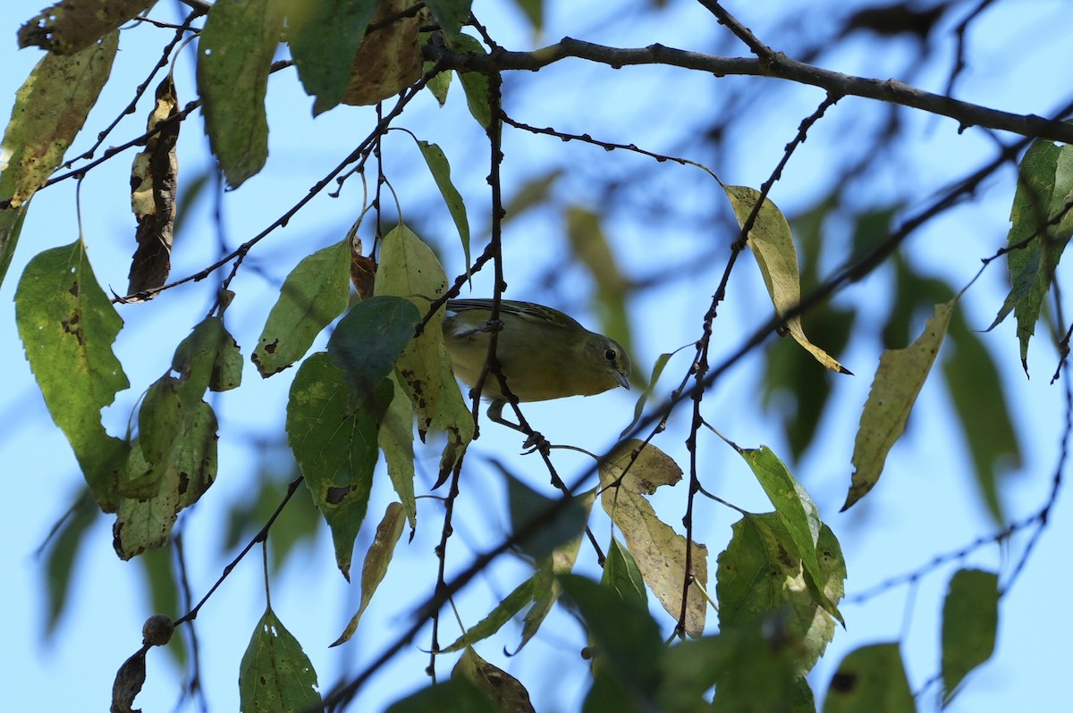 Tennessee Warbler - ML488466741