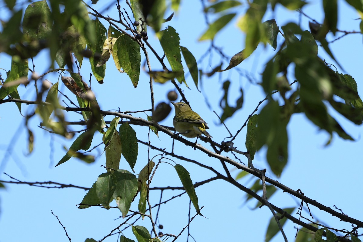 Tennessee Warbler - ML488466751