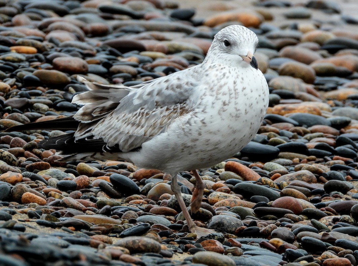 Ring-billed Gull - ML488468231