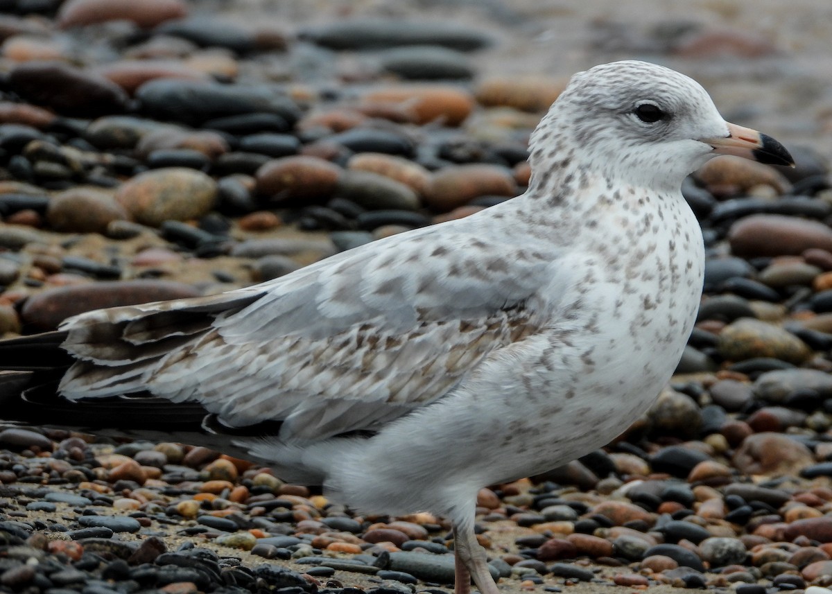 Ring-billed Gull - ML488468241