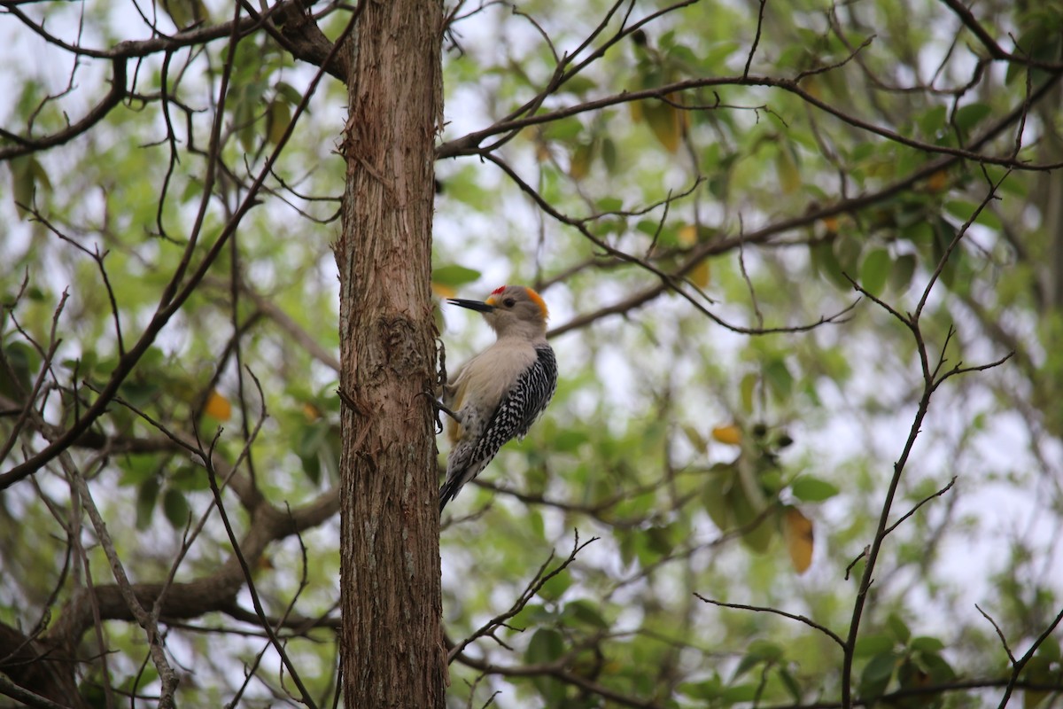 Golden-fronted Woodpecker - ML48846861