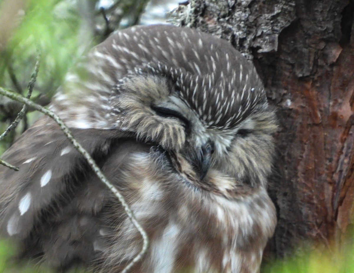 Northern Saw-whet Owl - ML488468621