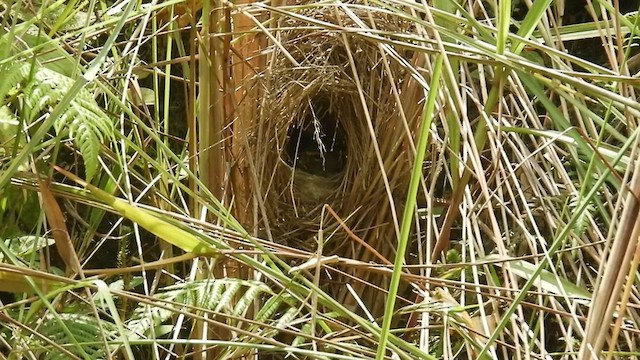 Yellow-faced Grassquit - ML488470481