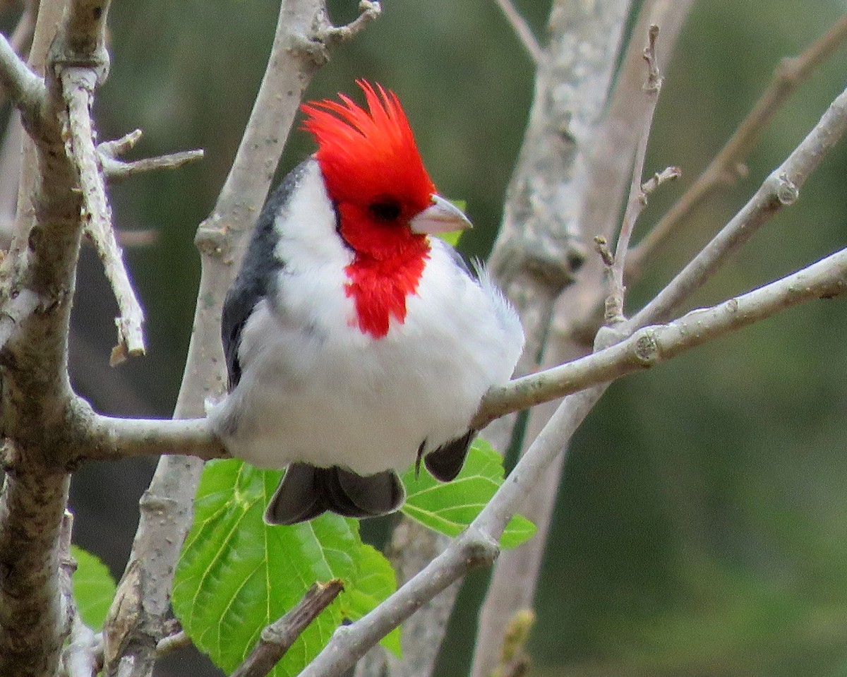 Red-crested Cardinal - ML488470621