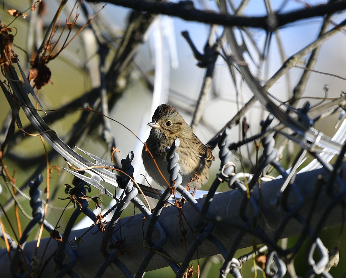 Lincoln's Sparrow - ML488471071