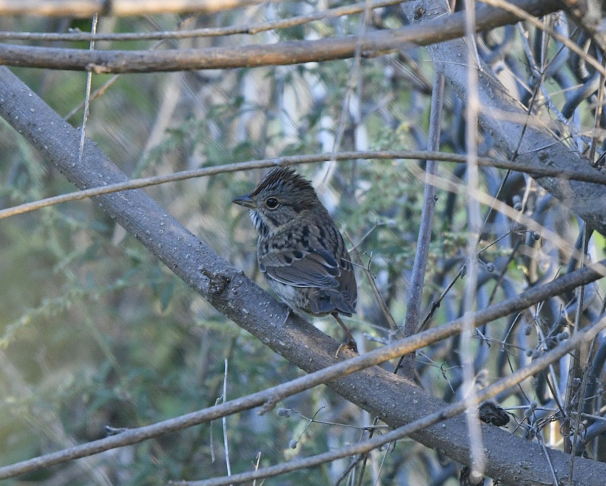 Lincoln's Sparrow - ML488471081