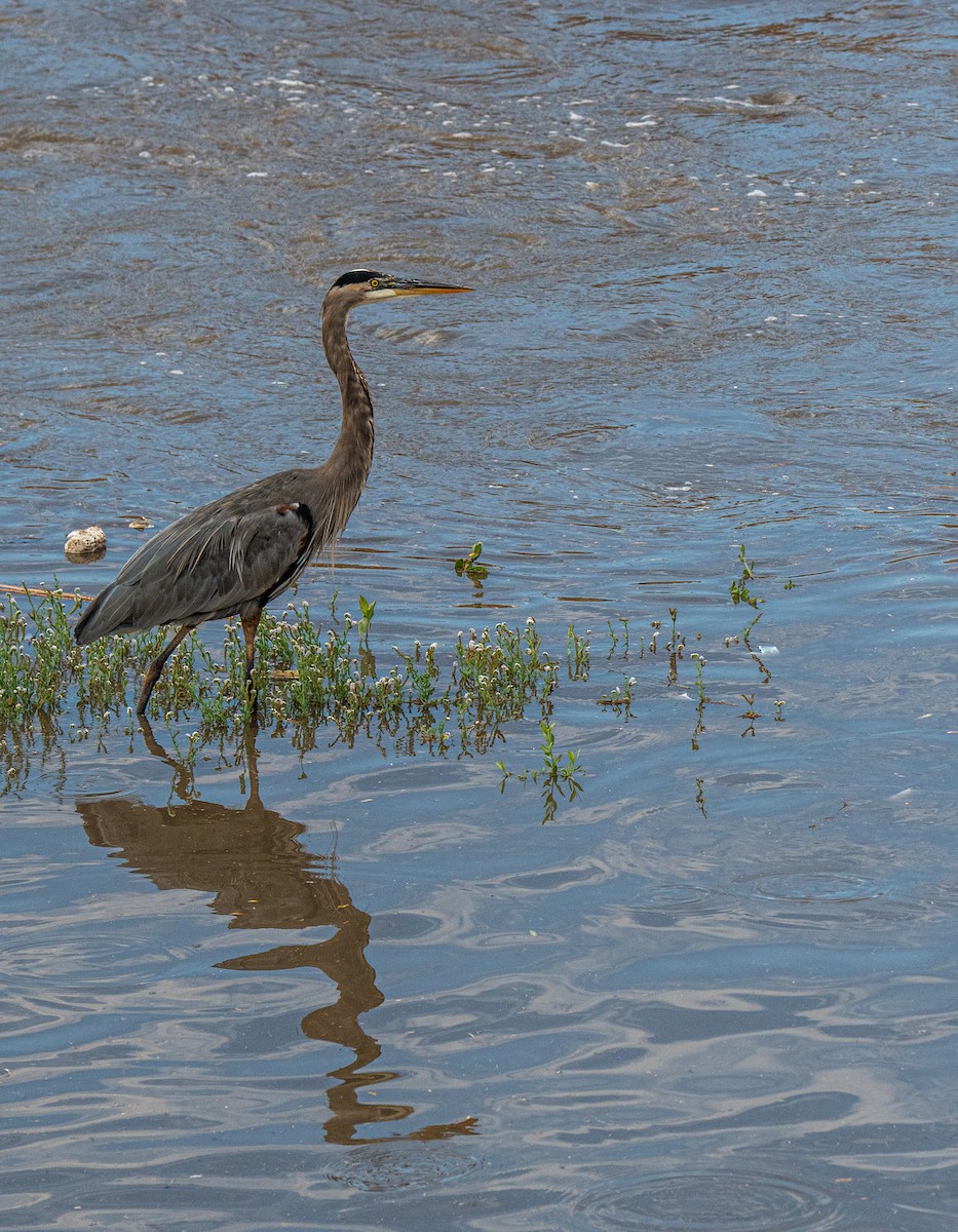 Great Blue Heron - Ched Whitney