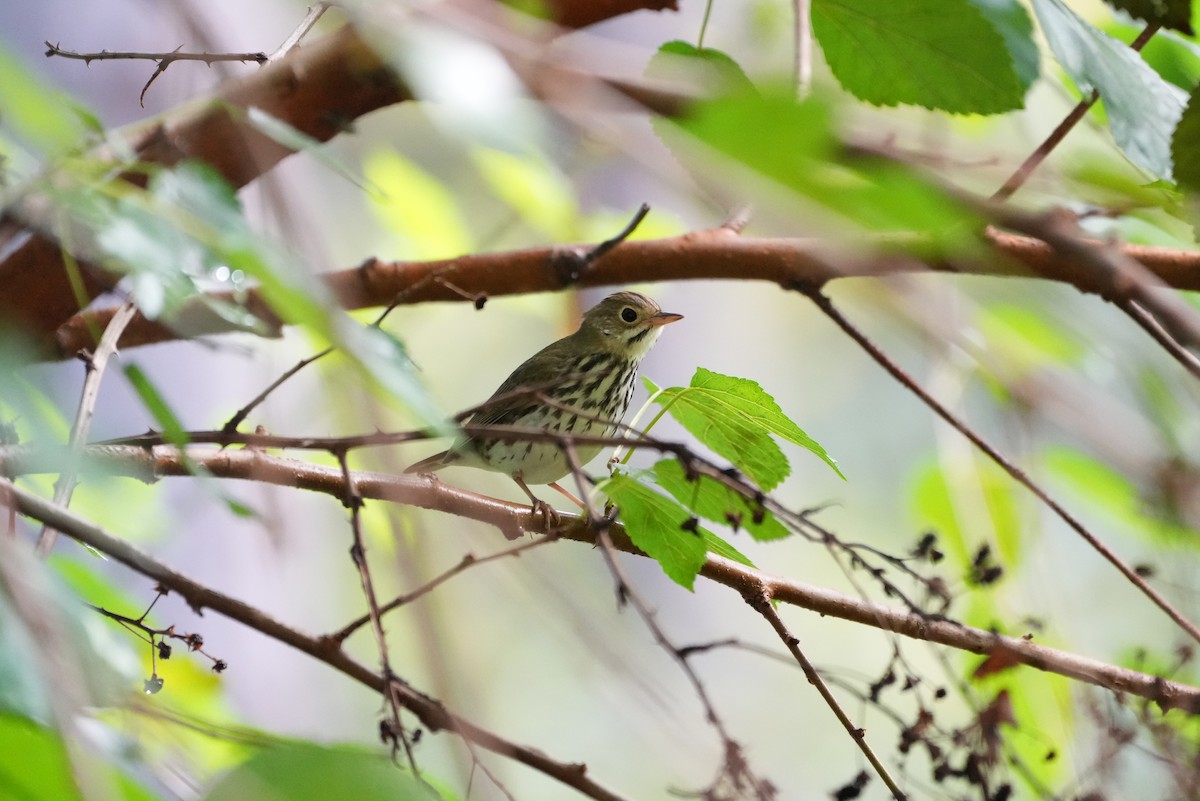 Ovenbird - Melanie Crawford