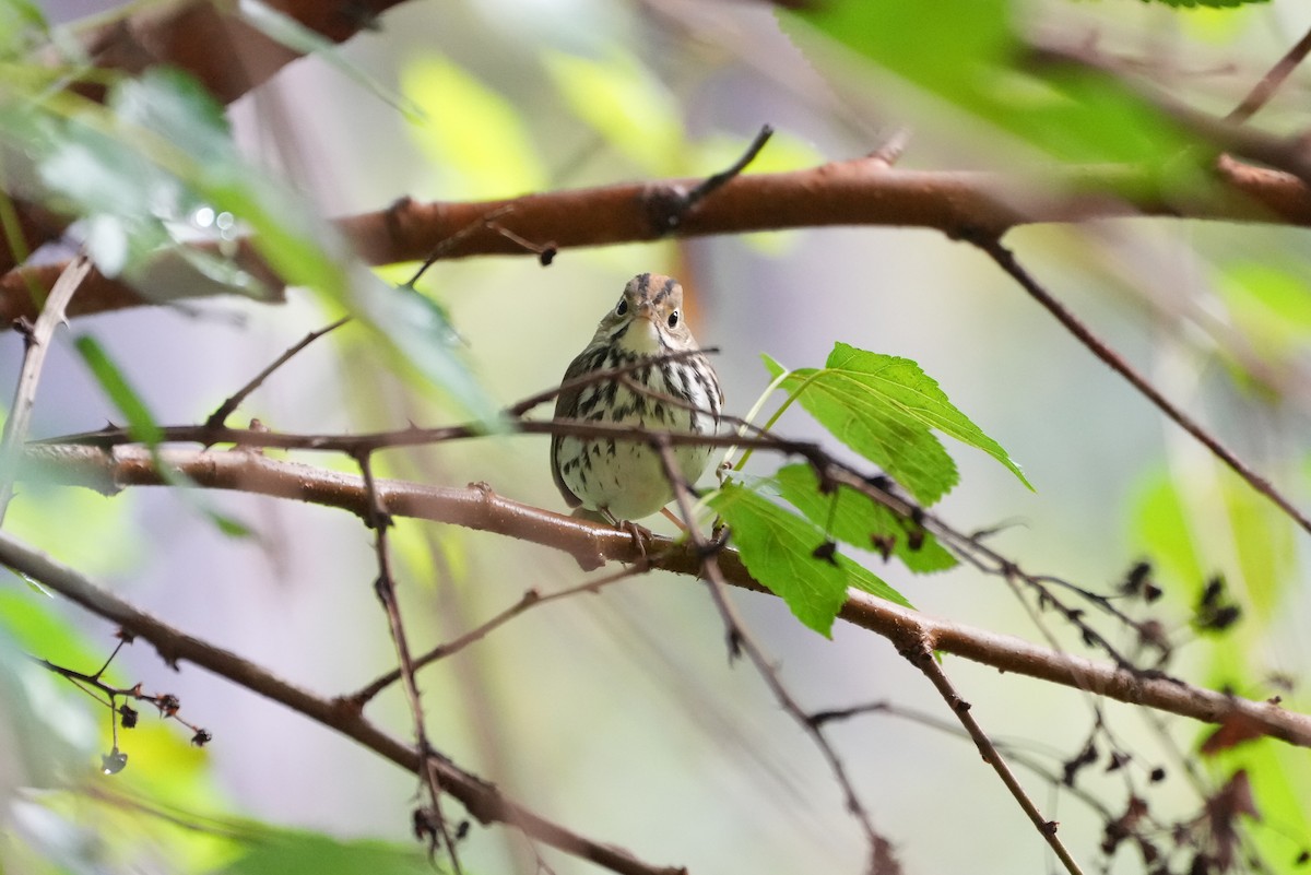 Ovenbird - ML488471961