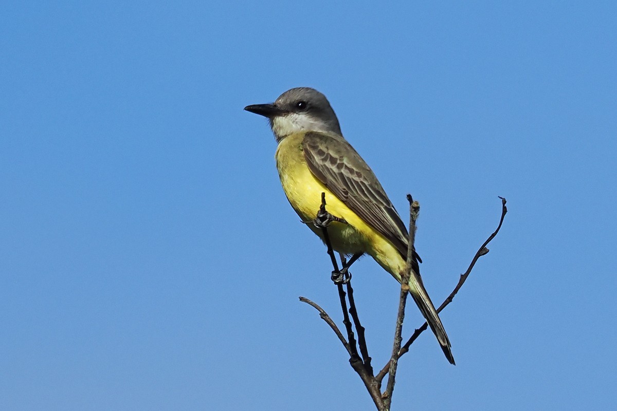 Tropical Kingbird - ML488472381