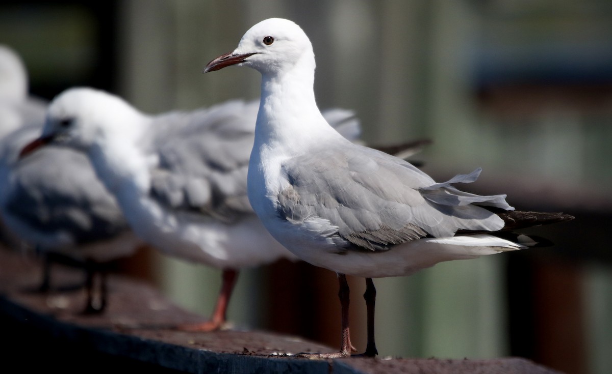 Hartlaub's Gull - ML488472531