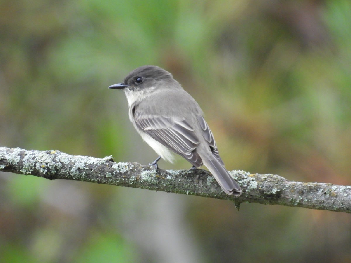 Eastern Phoebe - ML488473241