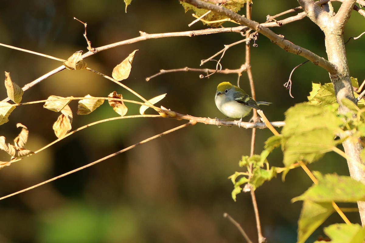 brunsideparula - ML488475091