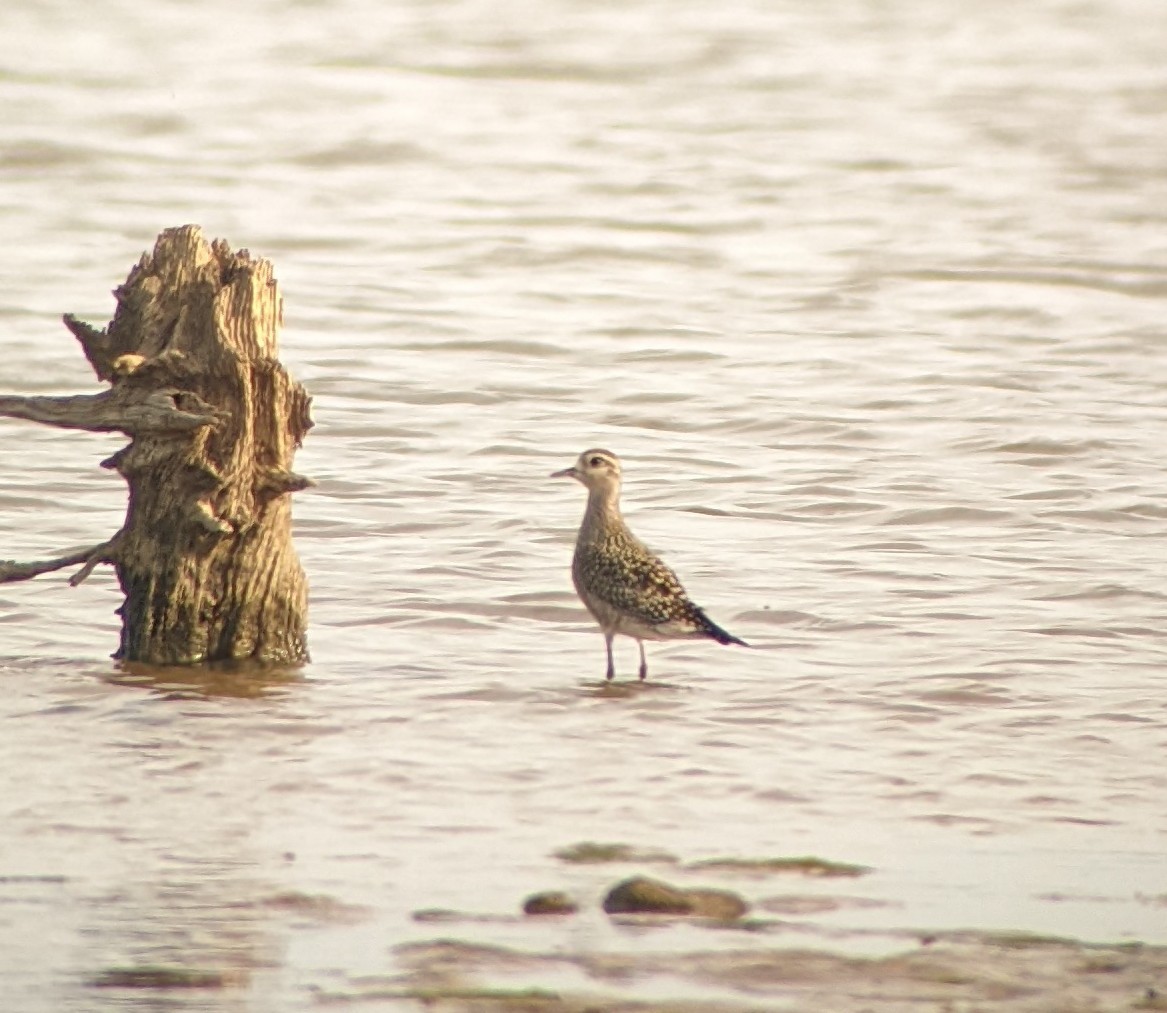 American Golden-Plover - ML488477231