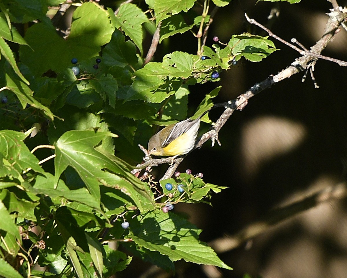 Magnolia Warbler - ML488477721