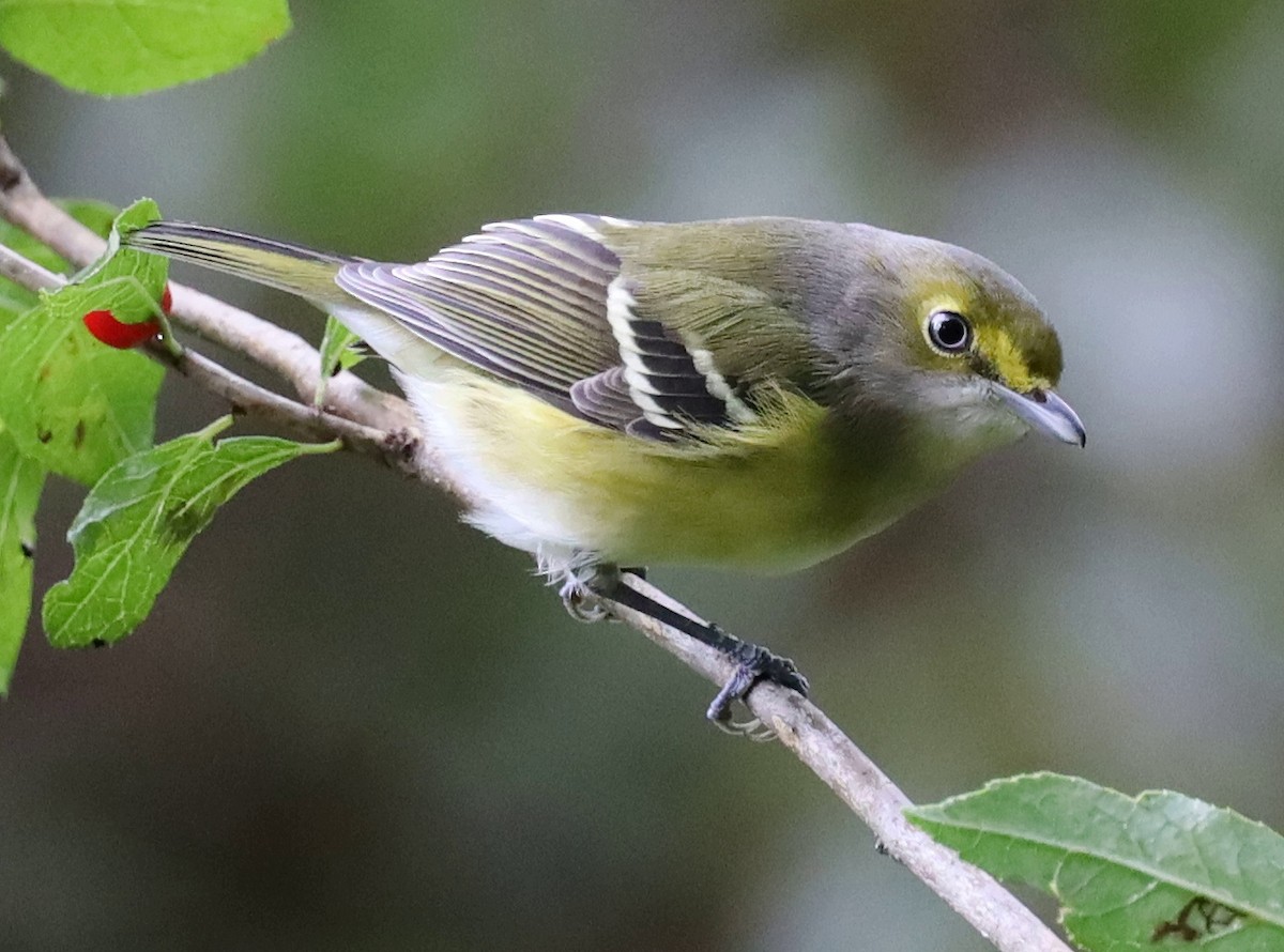 Ak Gözlü Vireo - ML488478501