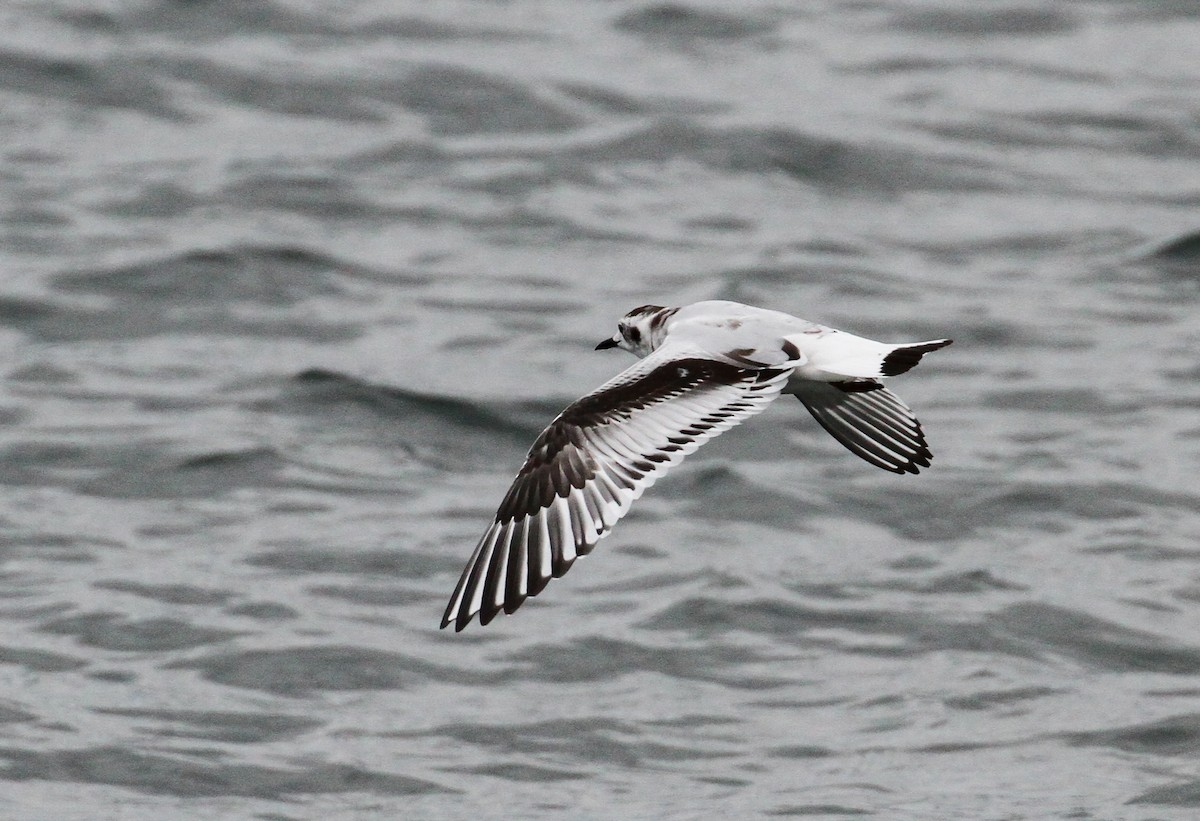 Gaviota Enana - ML488479121