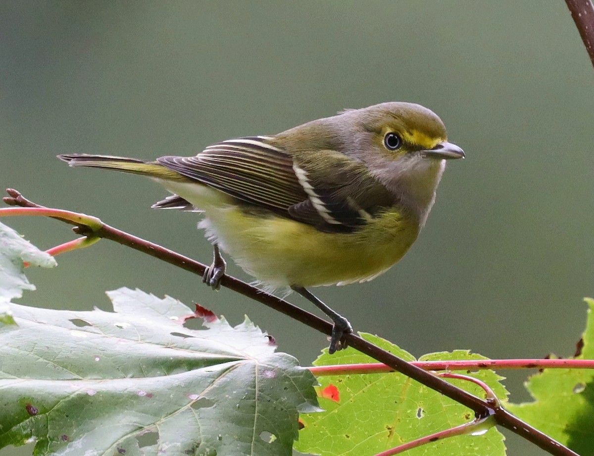 Ak Gözlü Vireo - ML488479961