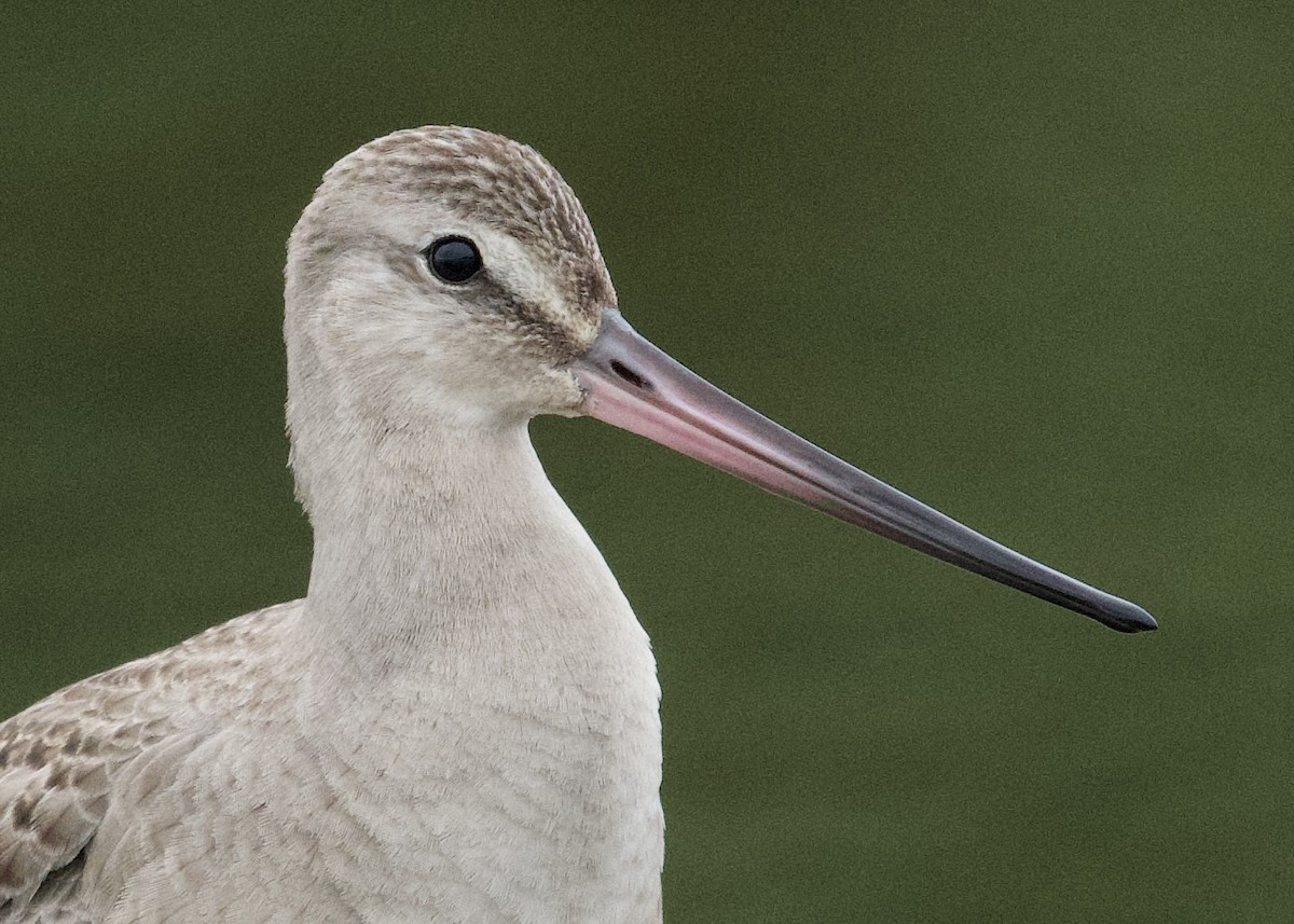 Hudsonian Godwit - Alan Bloom