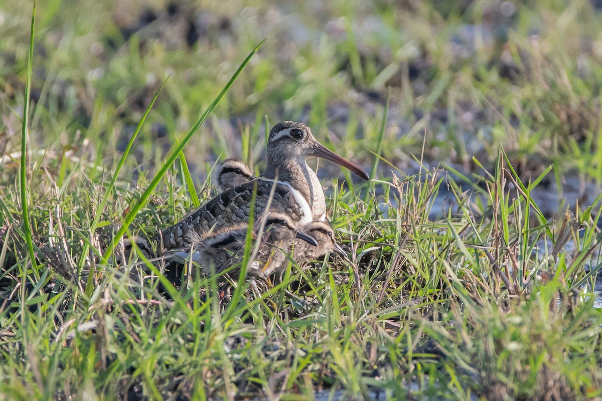 Greater Painted-Snipe - ML488485531