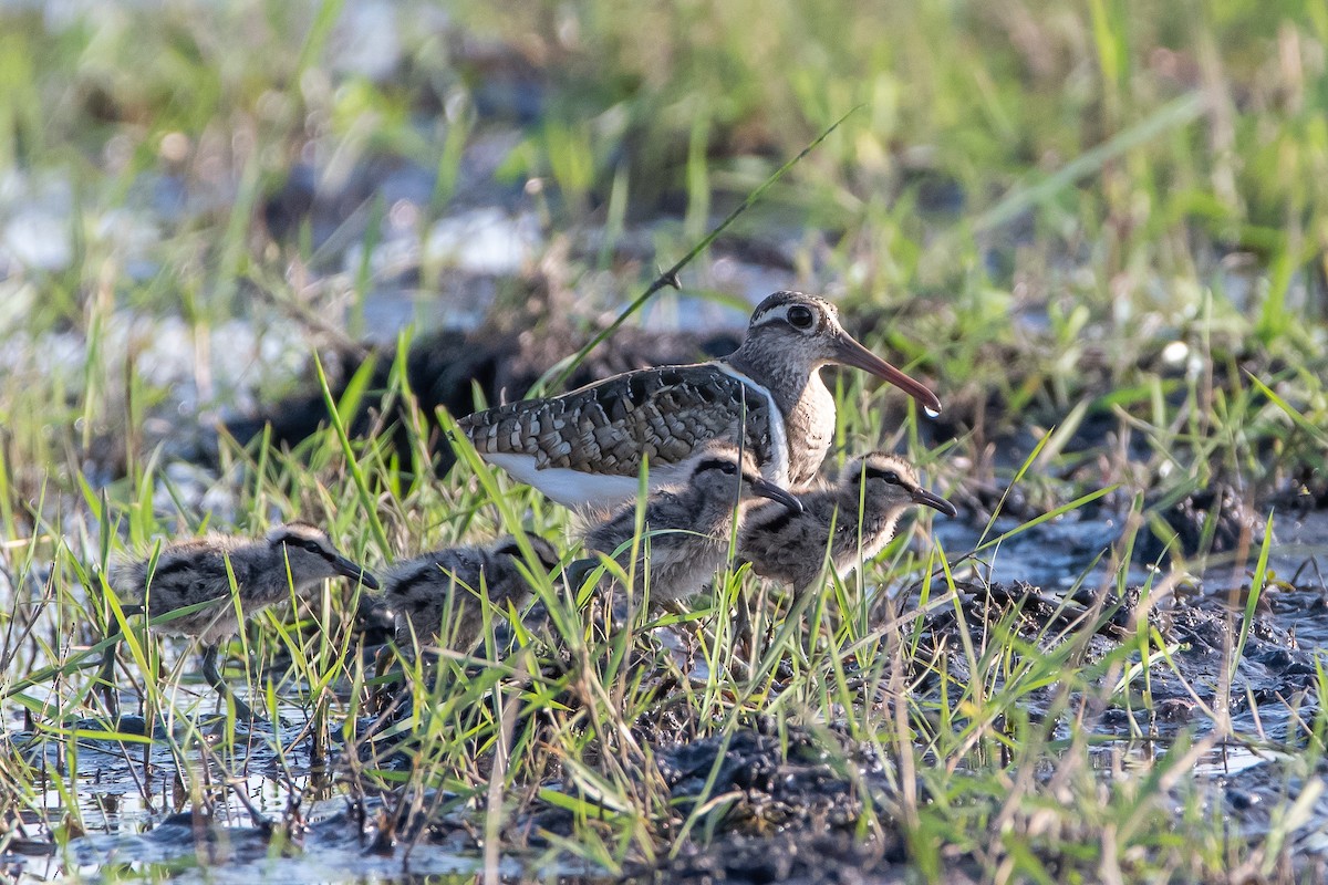 Greater Painted-Snipe - ML488485541