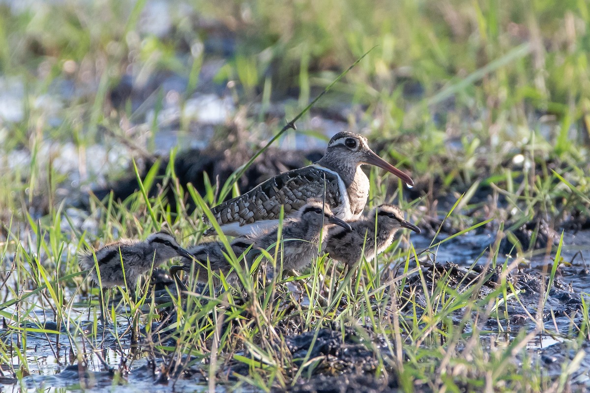 Greater Painted-Snipe - ML488485551