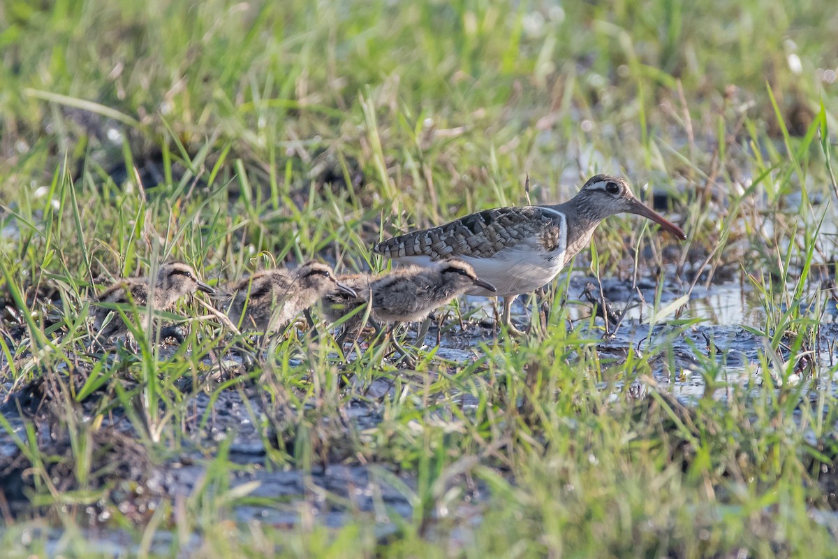 Greater Painted-Snipe - ML488485561