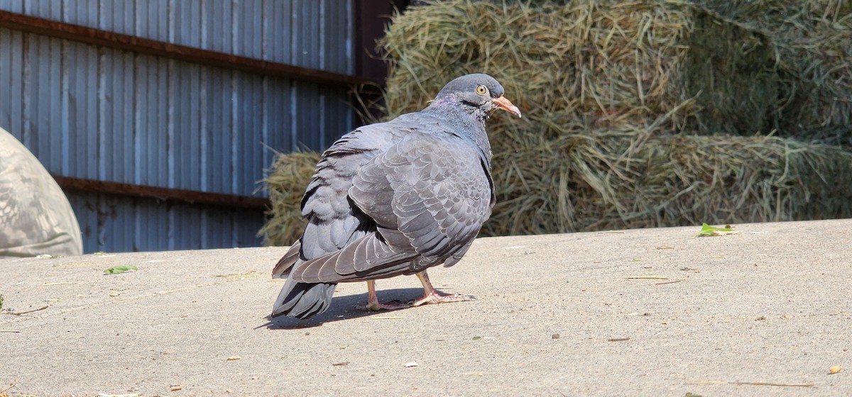 Rock Pigeon (Feral Pigeon) - ML488485671