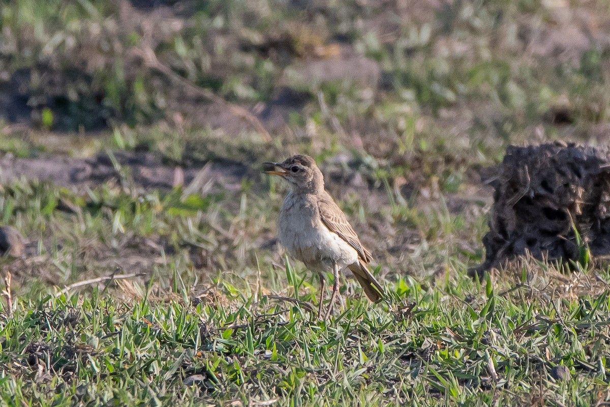 Plain-backed Pipit - ML488485881