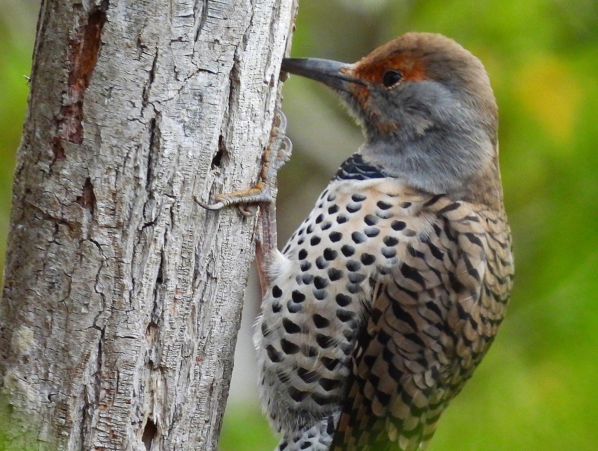 Northern Flicker - Nick & Jane