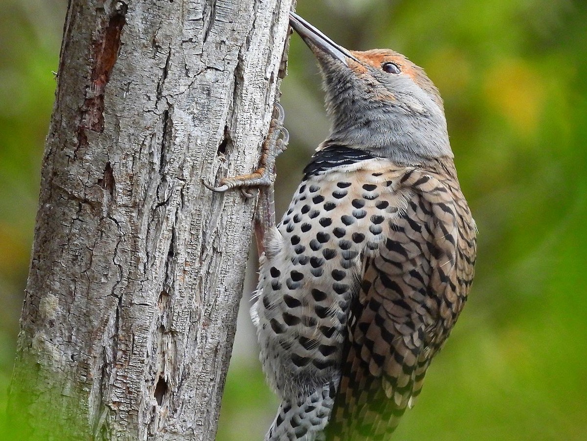 Northern Flicker - Nick & Jane