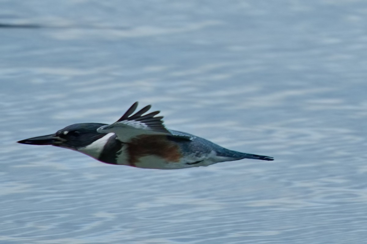 Belted Kingfisher - ML488486611