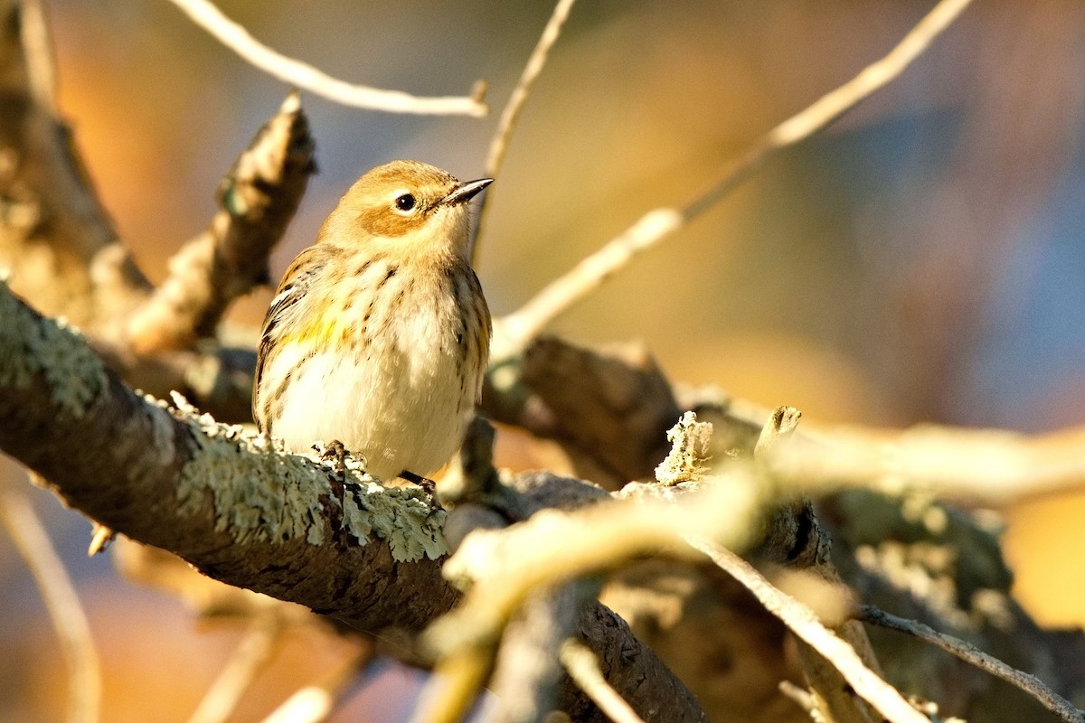 Yellow-rumped Warbler - Ken Faucher