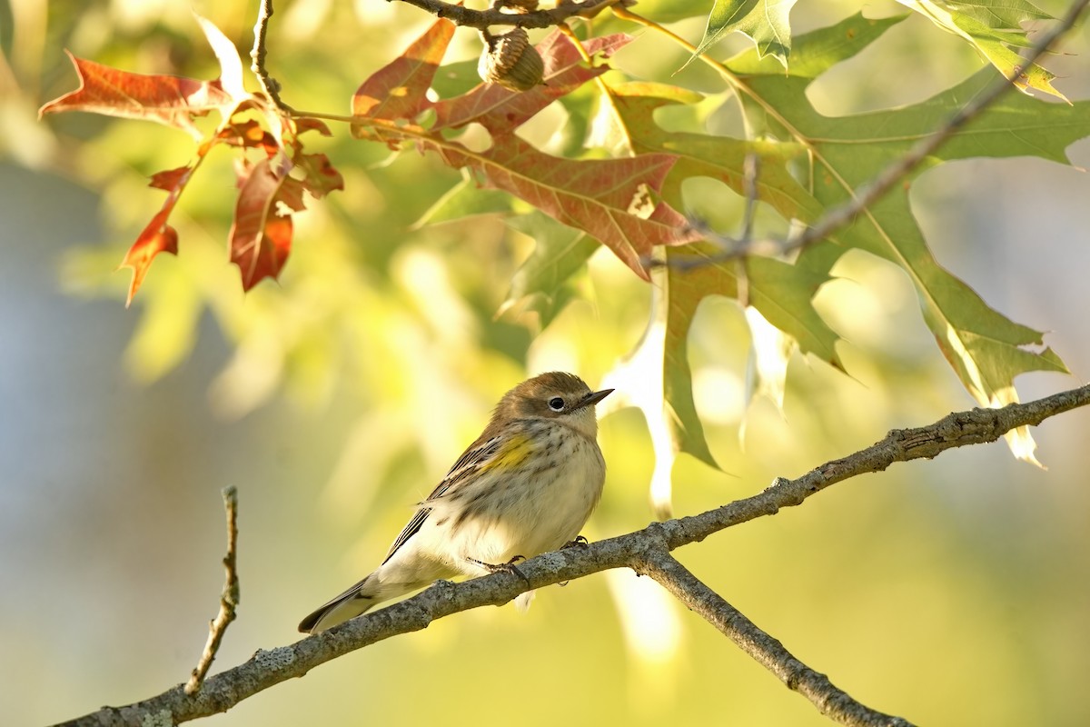 Yellow-rumped Warbler - Ken Faucher