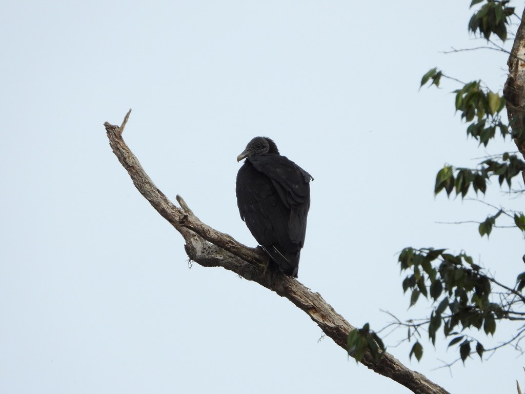 Black Vulture - Danilo Góngora