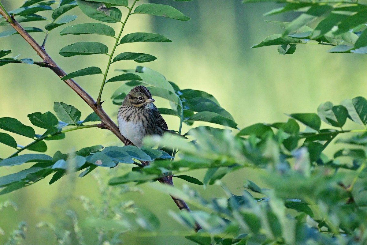 Lincoln's Sparrow - ML488488371