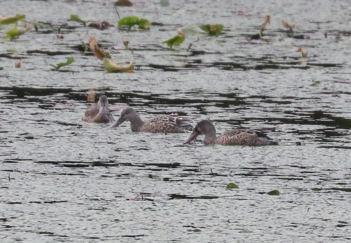 Northern Shoveler - ML488489941