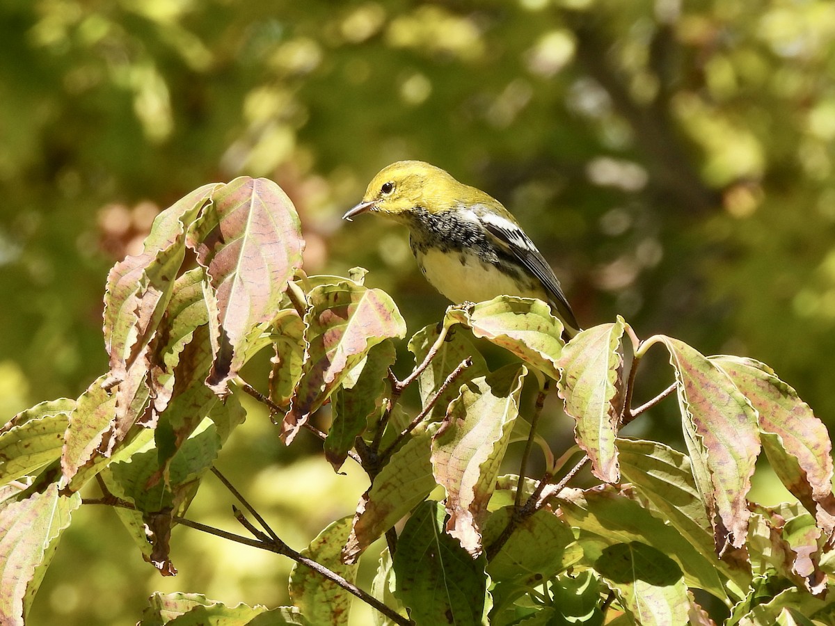 Black-throated Green Warbler - ML488491681