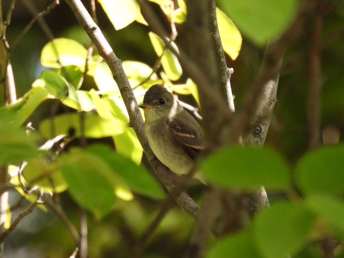 Eastern Wood-Pewee - ML488491721