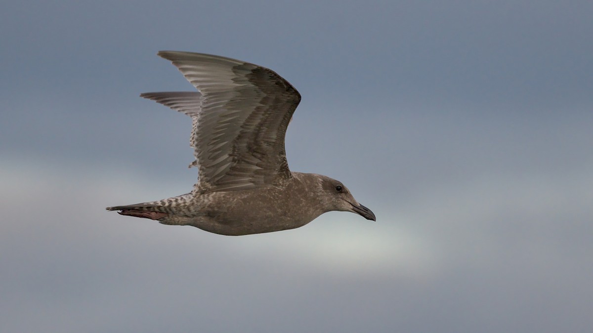 Herring Gull - ML488494481