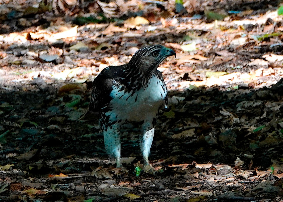 Red-tailed Hawk - ML488494651