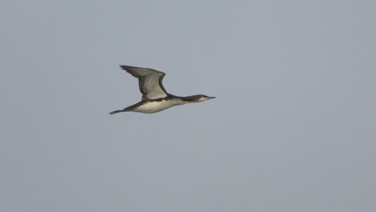 Pacific Loon - ML488494851