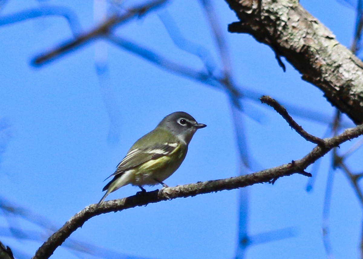 Blue-headed Vireo - ML48849871