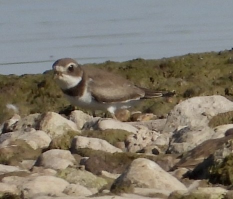 Semipalmated Plover - ML488498711